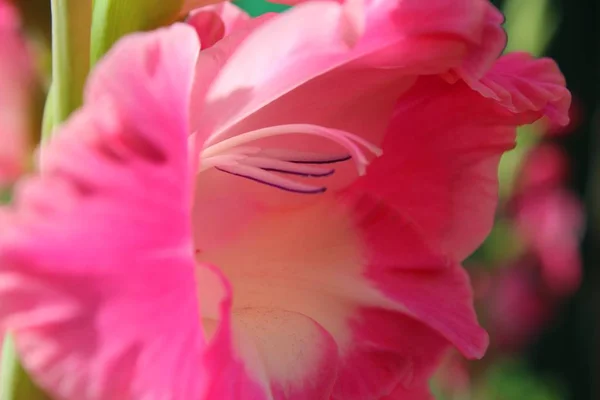 Gladiolus Flores Flora Folhagem — Fotografia de Stock