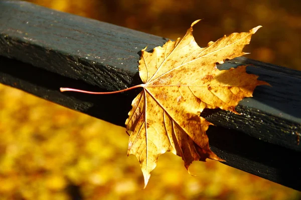 Malerischer Blick Auf Schöne Herbstlandschaft — Stockfoto