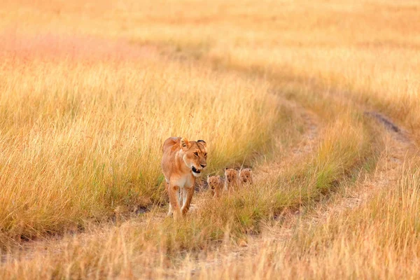 Θηλυκό Λιοντάρι Μικρά Masai Mara Κένυα — Φωτογραφία Αρχείου