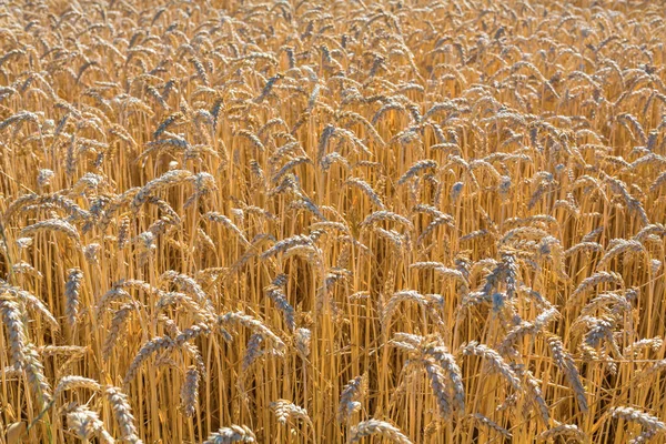 Weizenfeld Auf Dem Land Landwirtschaftliche Nutzflächen — Stockfoto