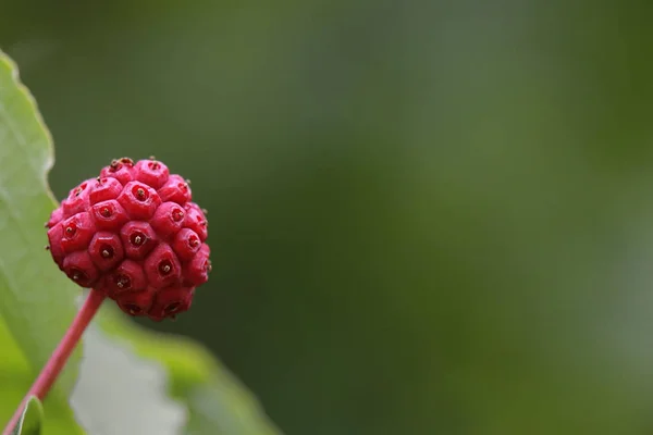 Egyetlen Álló Gyümölcs Virág Dogwood Cornus Kousa — Stock Fotó