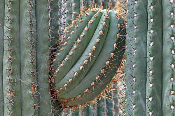 Tropisk Exotisk Växt Naturflora — Stockfoto