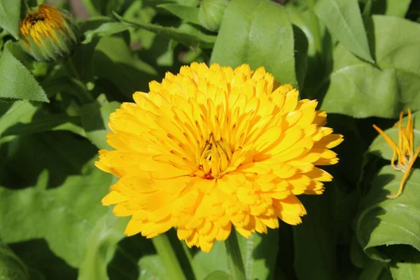 Orange Marigold Flower Petals Flora Bloom — Stock Photo, Image
