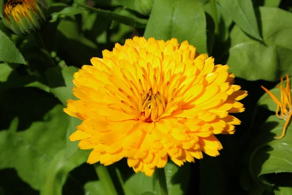 オレンジ色のマリーゴールドの花びら — ストック写真