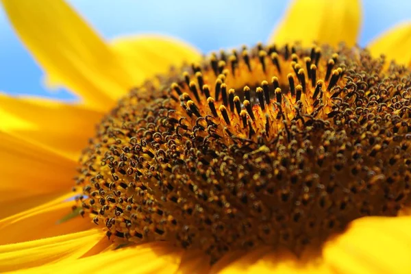 Tournesol Vue Rapprochée — Photo