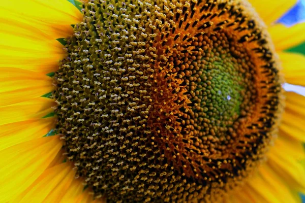 Sunflower Close View — Stock Photo, Image