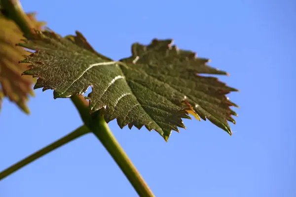 Gros Plan Une Feuille Une Plante — Photo