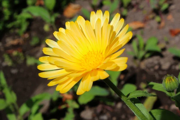 天然のマリーゴールドの花の美しい景色 — ストック写真