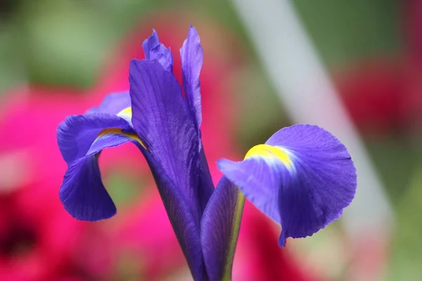 Vista Panorámica Hermosa Flor Del Iris — Foto de Stock