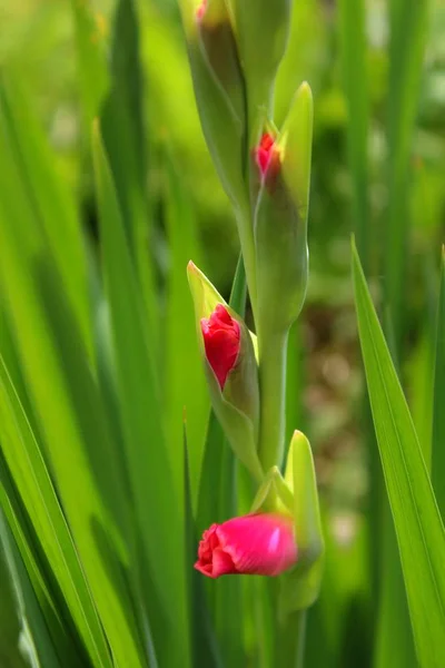 Gladiolus Flowers Flora Foliage — Stock Photo, Image