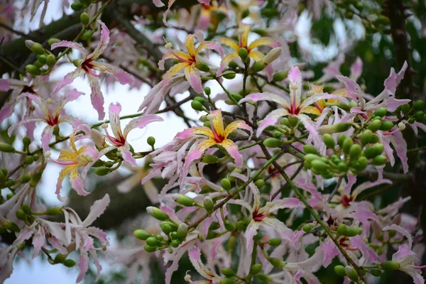 Цветок Бутылочного Дерева Испании — стоковое фото