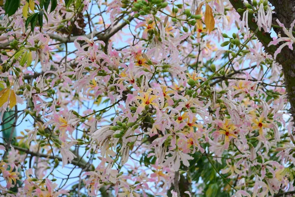 Flowering Bottle Tree Spain — Stock Photo, Image