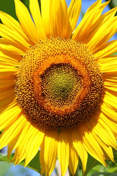 Sonnenblume Nahaufnahme — Stockfoto