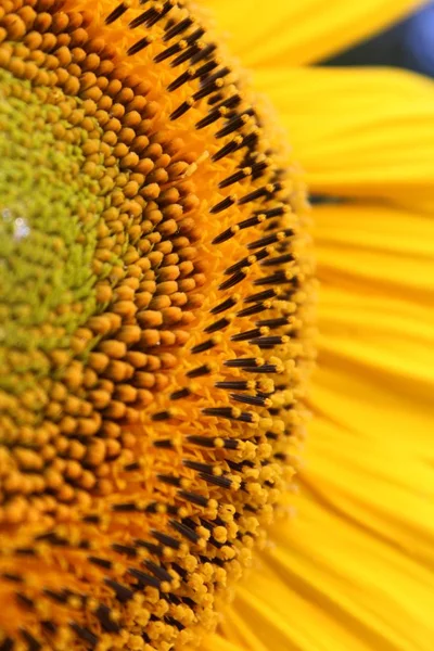 Sonnenblume Nahaufnahme — Stockfoto