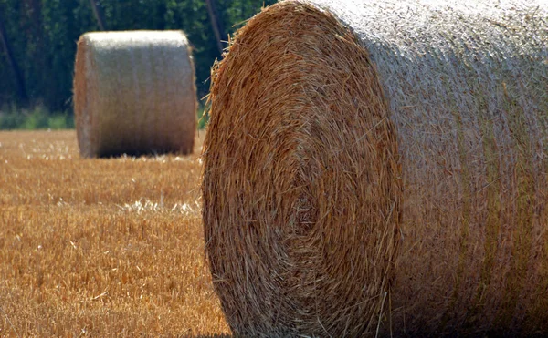 Scenic View Countryside Selective Focus — Stock Photo, Image