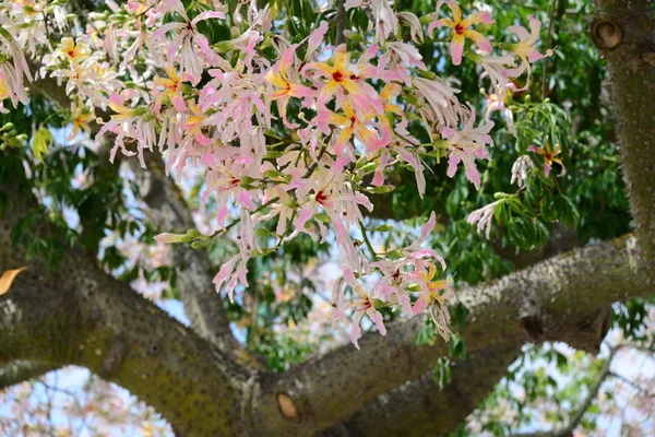 Floración Cherimoya España — Foto de Stock