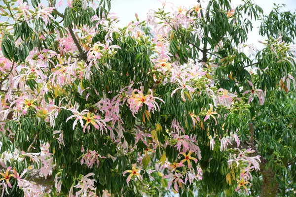 Kwitną Drzewa Butelki — Zdjęcie stockowe