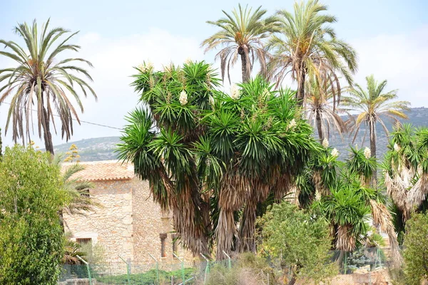 Spanya Palmiye Yaprakları Iğrenç Havalandırma — Stok fotoğraf
