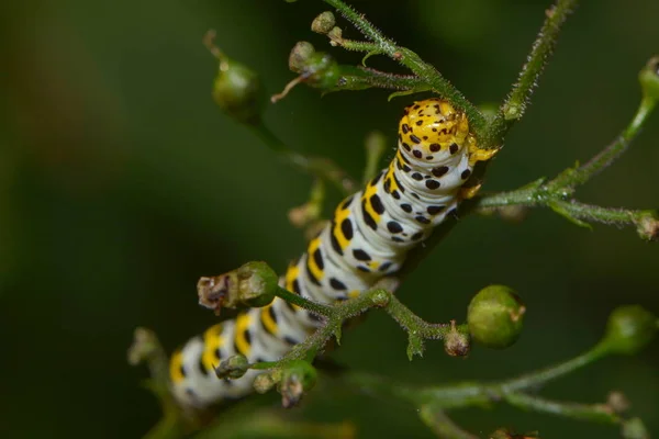 Insecto Oruga Gusano Pequeño —  Fotos de Stock