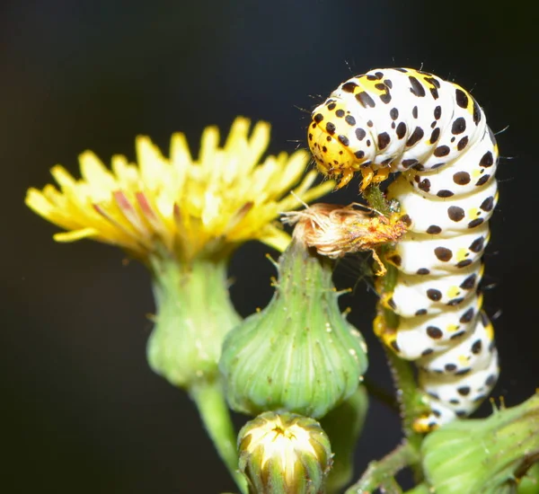Primo Piano Bug Natura Selvaggia — Foto Stock