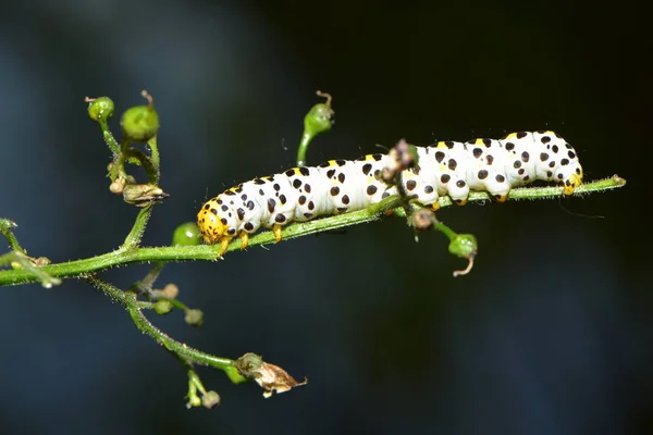 Insecte Chenille Petit Ver — Photo