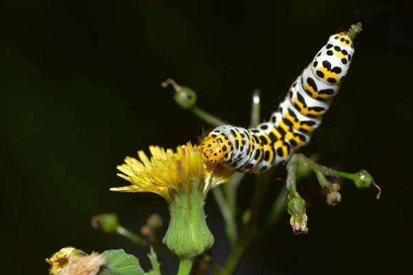 Caterpillar Worm Nature Insect — Stock Photo, Image