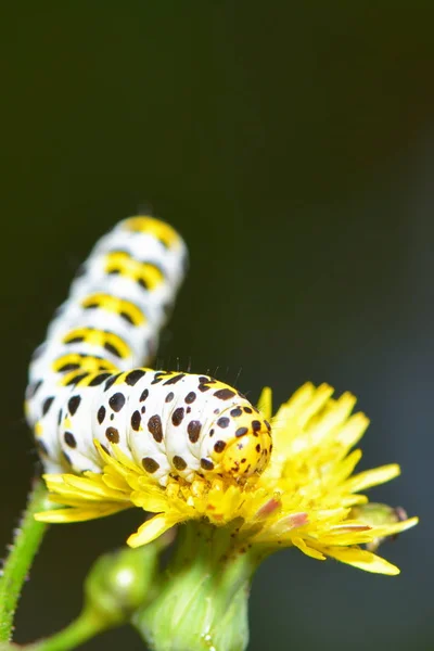 Insecte Chenille Petit Ver — Photo