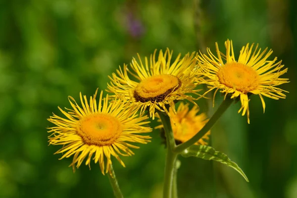 Telekia Speciosa Duży Telekie Blask Elecampane — Zdjęcie stockowe