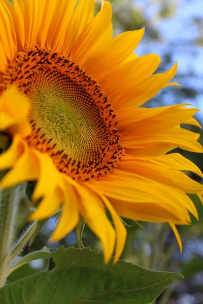 Tournesol Vue Rapprochée — Photo