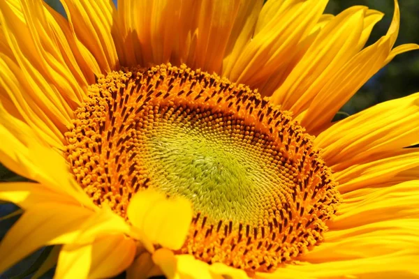 Sonnenblume Nahaufnahme — Stockfoto