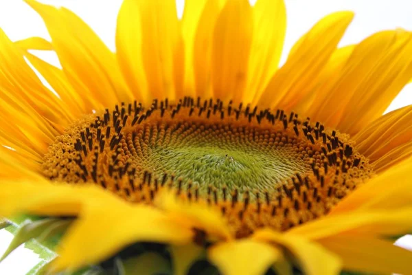 Sonnenblume Nahaufnahme — Stockfoto