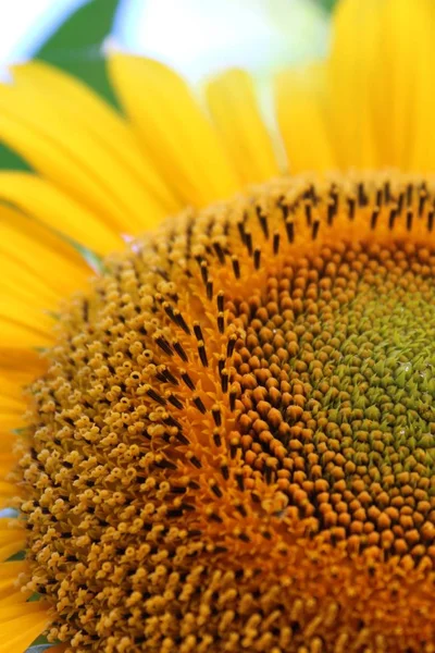 Sonnenblume Nahaufnahme — Stockfoto