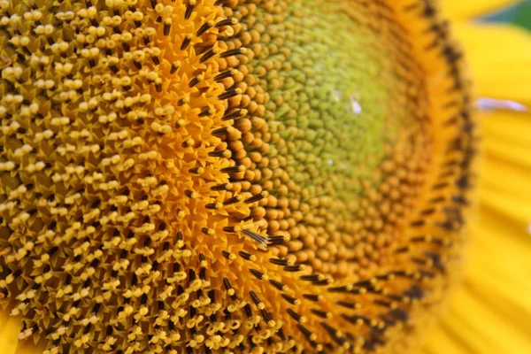 Sunflower Close View — Stock Photo, Image