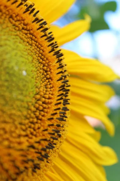 Girasol Vista Cerca — Foto de Stock