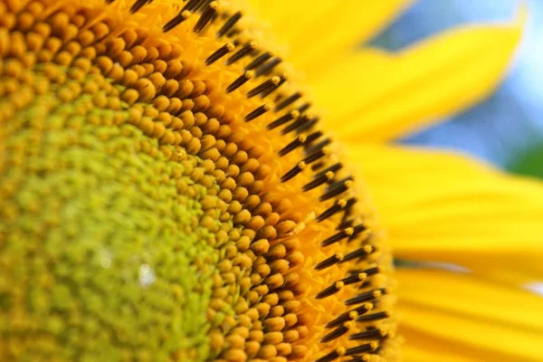 Tournesol Vue Rapprochée — Photo