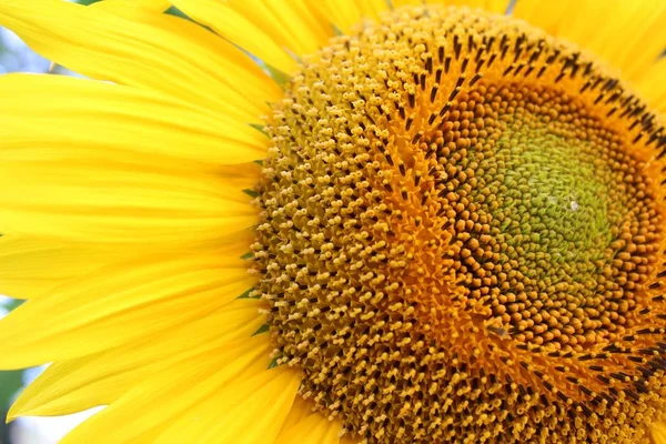 Sonnenblume Nahaufnahme — Stockfoto