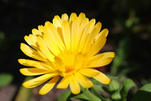 Vacker Utsikt Över Naturliga Ringblomma — Stockfoto