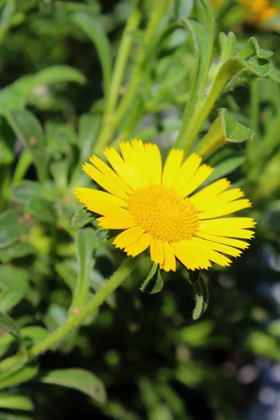 Beautiful View Natural Marigold Flower — Stock Photo, Image