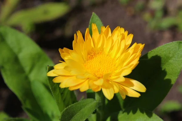 Güzel Doğal Kadife Çiçeği Manzarası — Stok fotoğraf
