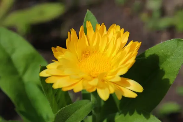 マリーゴールドの花びら植物が咲き — ストック写真