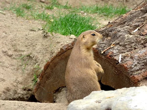 Suricata Suricatta Animaux Sauvages Suricata Suricatta — Photo