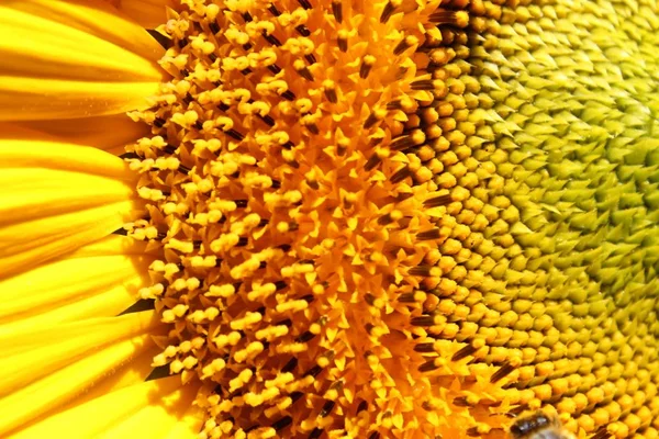 Sonnenblume Nahaufnahme — Stockfoto