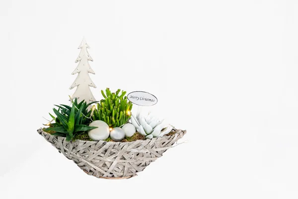 Weihnachtspflanzenarrangement Einem Schiffsförmigen Korb Isoliert Vor Weißem Hintergrund — Stockfoto