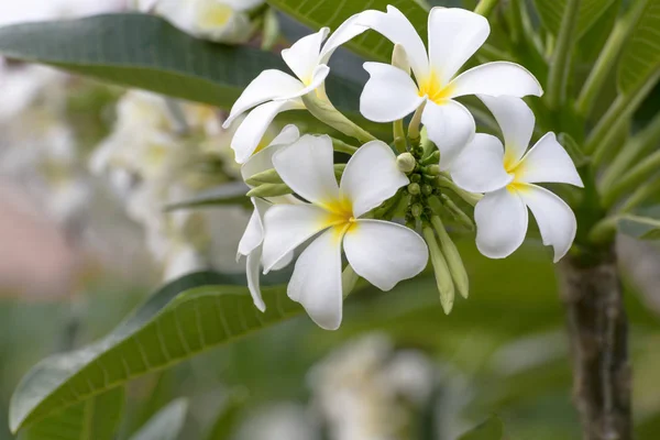 Beautiful White Flower Ththailand Lan Thom Flower — стоковое фото