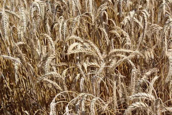 Agricultura Campo Rural Com Cultivo Trigo — Fotografia de Stock