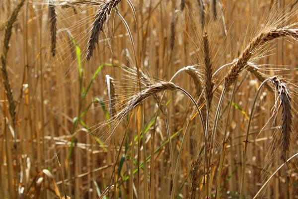 Landwirtschaft Felder Mit Weizenanbau — Stockfoto