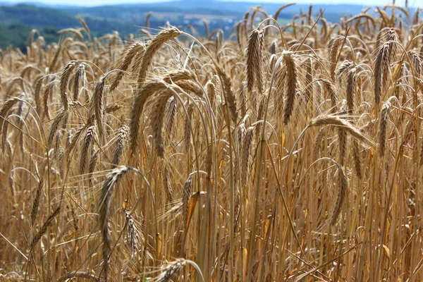 Agriculture Countryside Field Growing Wheat — Stock Photo, Image