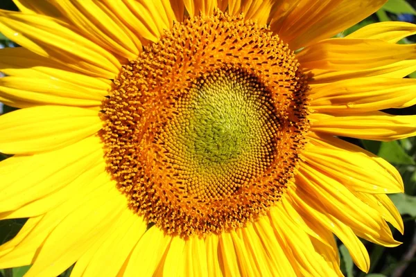 Sonnenblume Nahaufnahme — Stockfoto