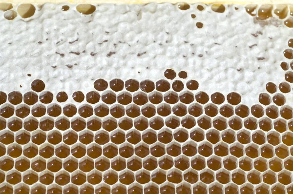 Honigwaben Waben Bienenwachs Wachs Bienenstock —  Fotos de Stock