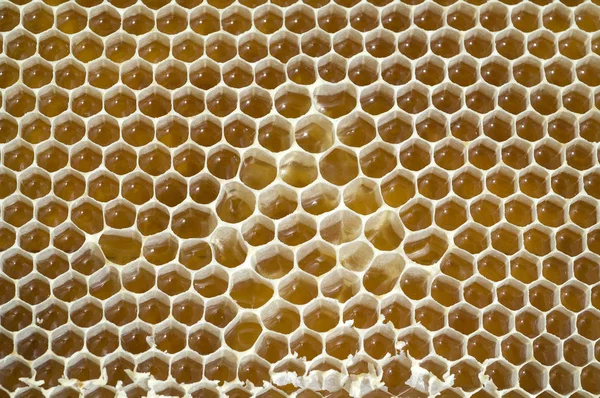 Honigwaben Waben Bienenwachs Wachs Bienenenstock — Fotografia de Stock